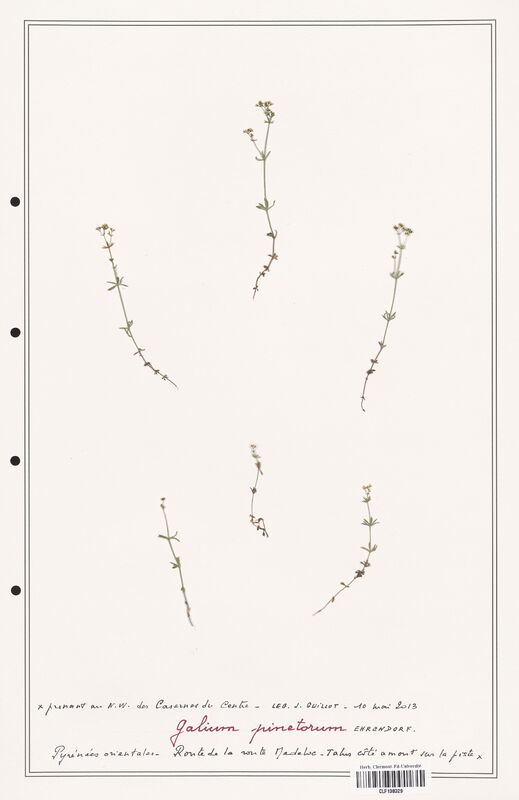 Galium pinetorum  (Rubiaceae)