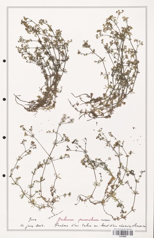 Galium pumilum  (Rubiaceae)