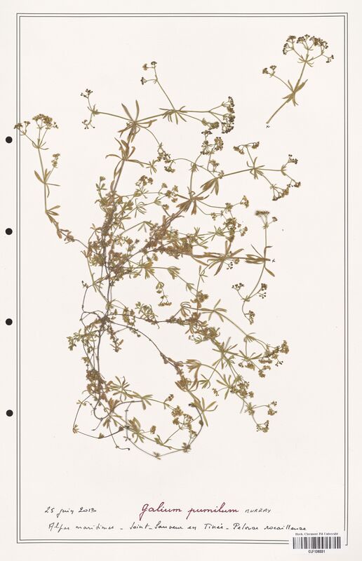 Galium pumilum  (Rubiaceae)