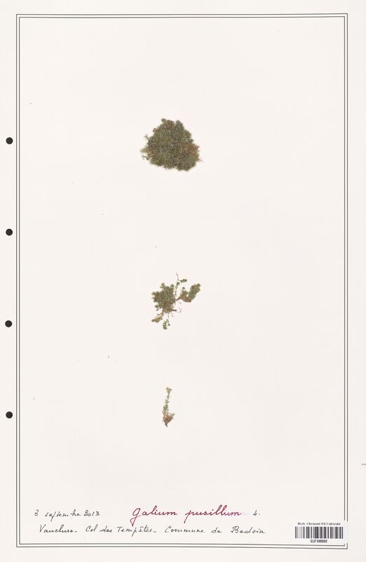 Galium pusillum  (Rubiaceae)