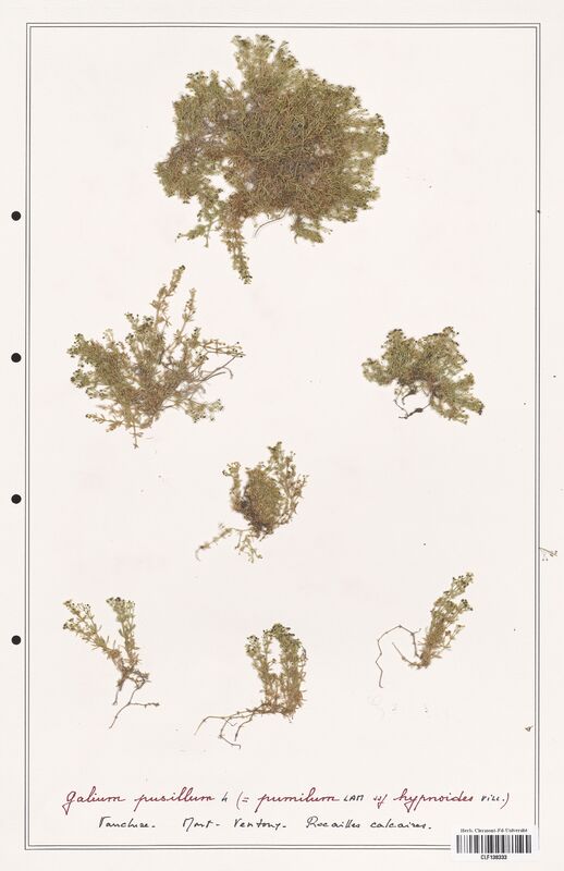 Galium pusillum  (Rubiaceae)