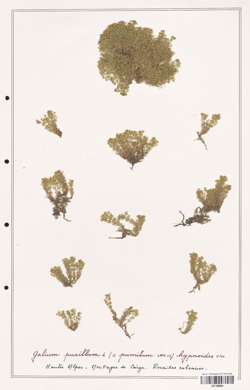 Galium pusillum  (Rubiaceae)