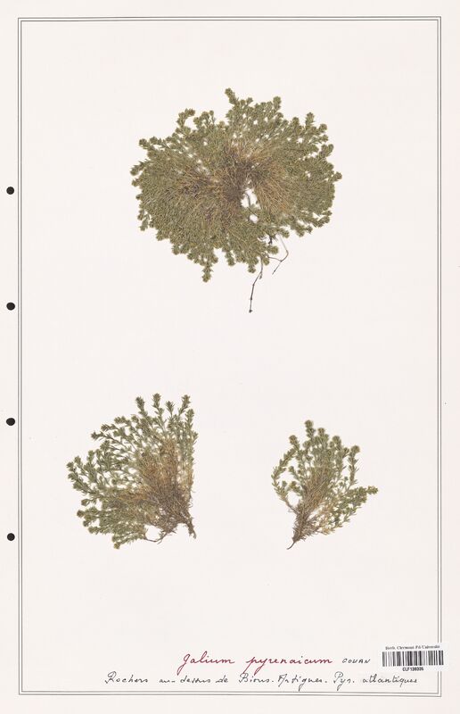 Galium pyrenaicum  (Rubiaceae)