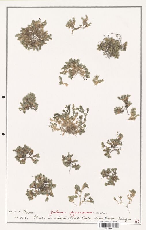 Galium pyrenaicum  (Rubiaceae)