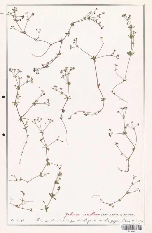 Galium rosellum  (Rubiaceae)