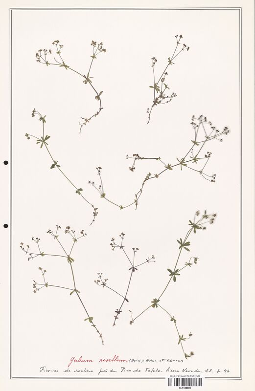 Galium rosellum  (Rubiaceae)