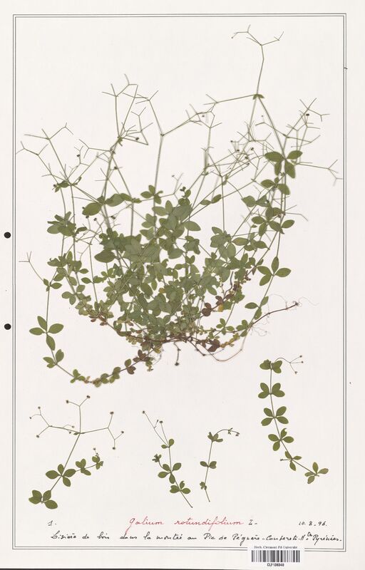 Galium rotundifolium  (Rubiaceae)