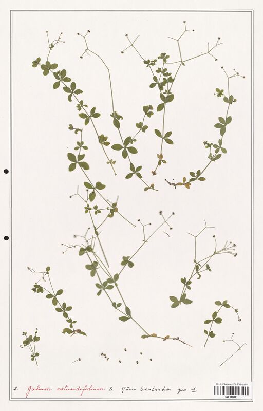 Galium rotundifolium  (Rubiaceae)