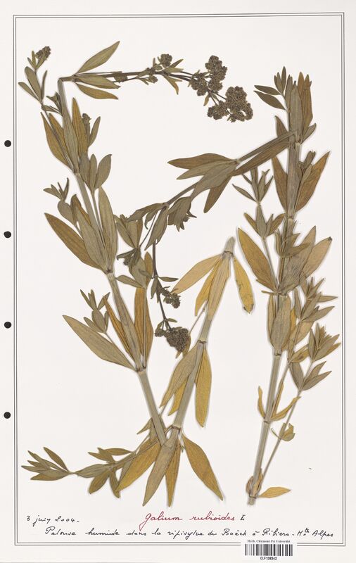 Galium rubioides  (Rubiaceae)