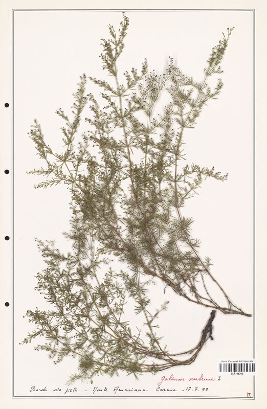 Galium rubrum  (Rubiaceae)