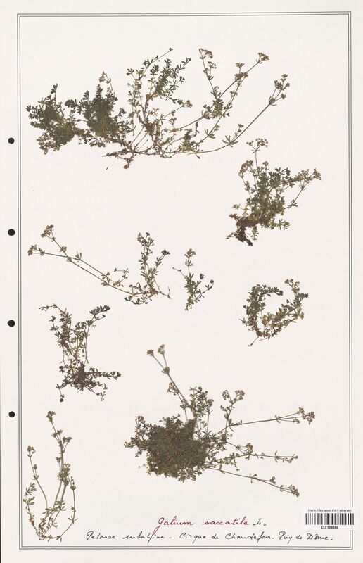 Galium saxatile  (Rubiaceae)