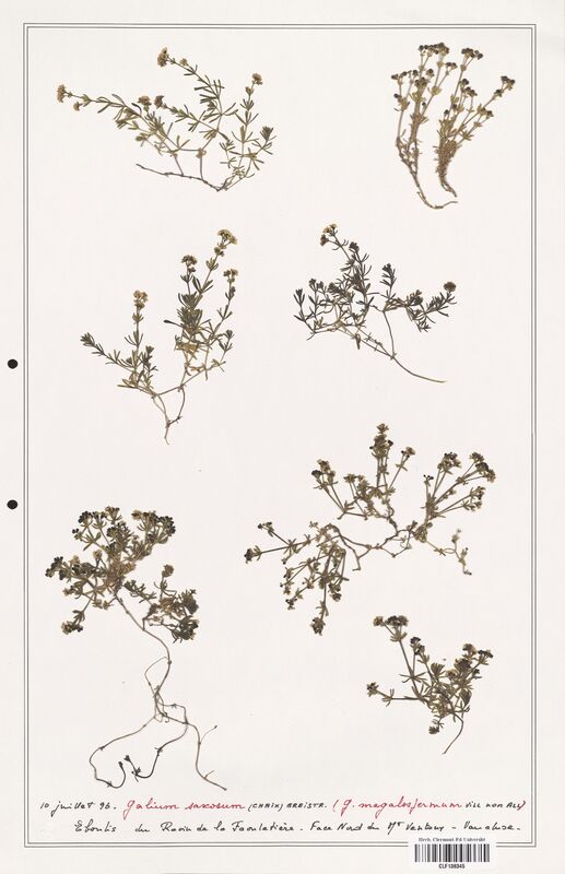 Galium saxosum  (Rubiaceae)