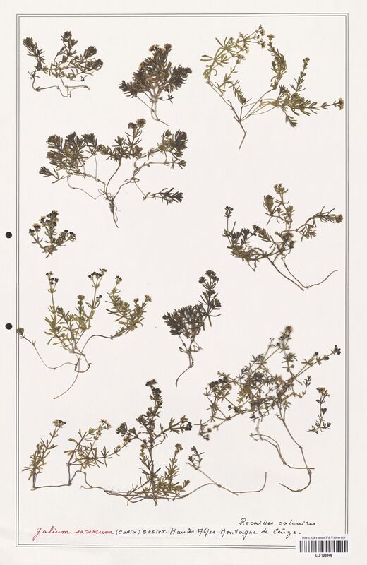 Galium saxosum  (Rubiaceae)