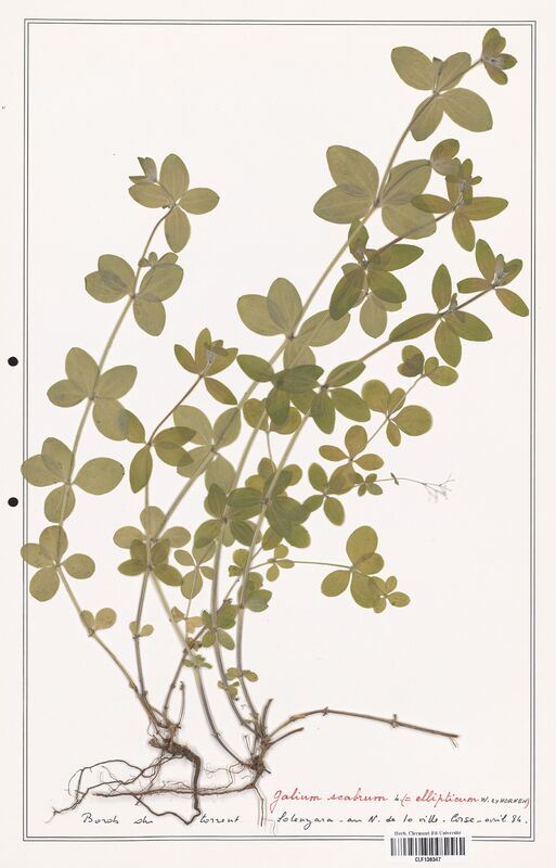 Galium scabrum  (Rubiaceae)