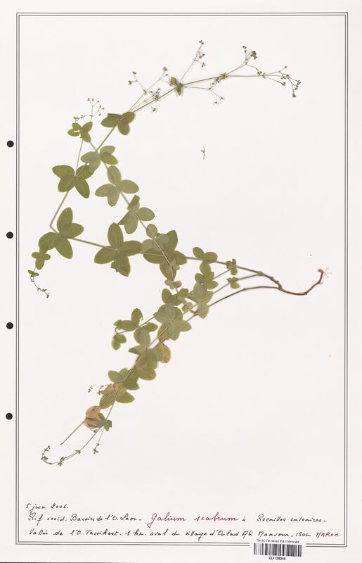 Galium scabrum  (Rubiaceae)