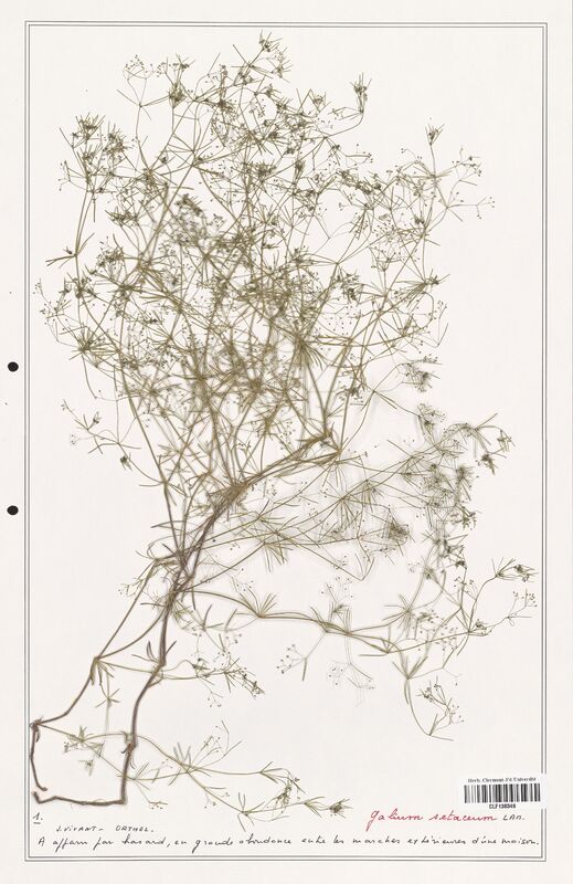 Galium setaceum  (Rubiaceae)