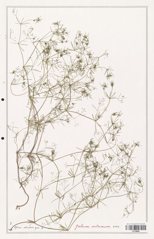 Galium setaceum  (Rubiaceae)