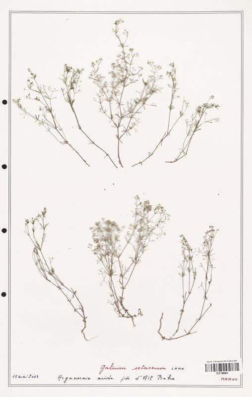 Galium setaceum  (Rubiaceae)