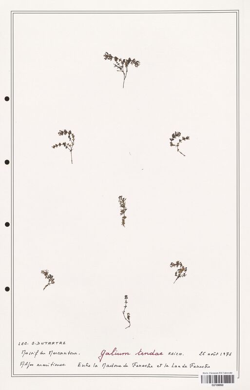 Galium tendae  (Rubiaceae)