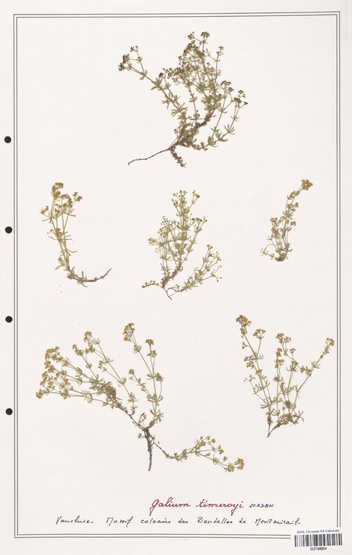 Galium timerogi  (Rubiaceae)