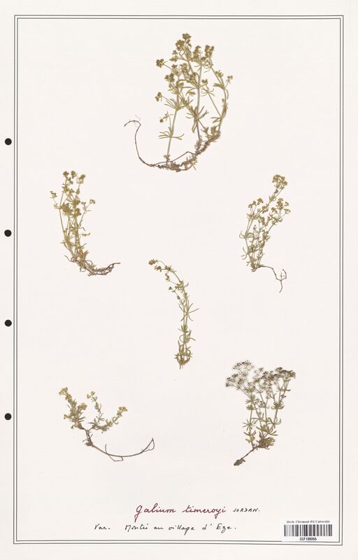 Galium timerogi  (Rubiaceae)