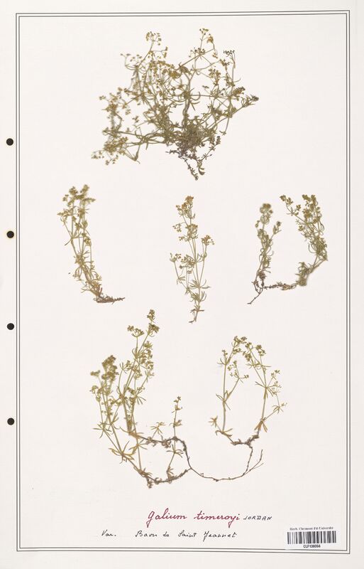 Galium timerogi  (Rubiaceae)