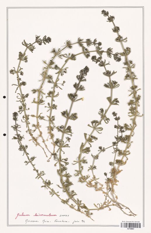 Galium tricornutum  (Rubiaceae)