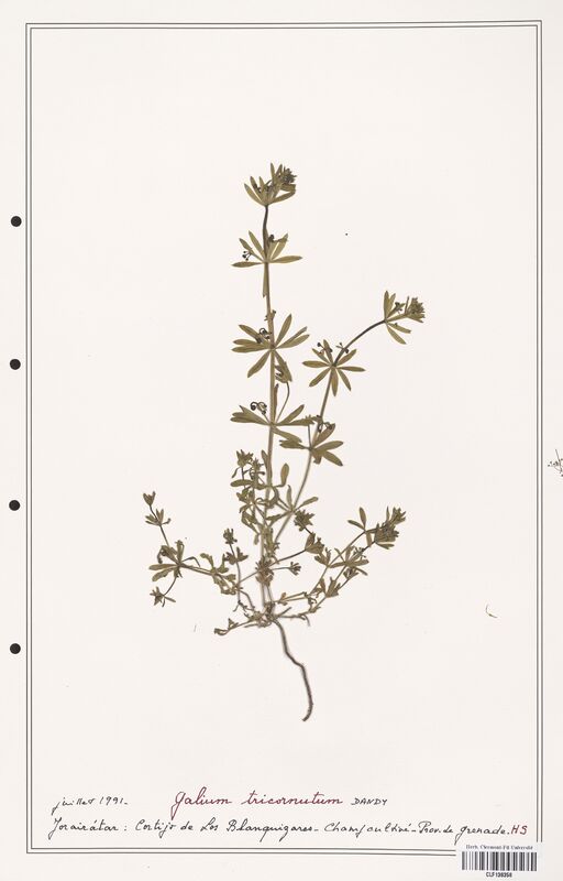 Galium tricornutum  (Rubiaceae)