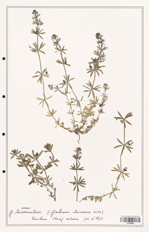 Galium tricornutum  (Rubiaceae)