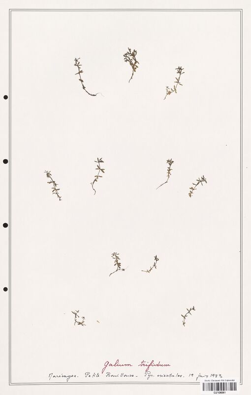 Galium trifidum  (Rubiaceae)