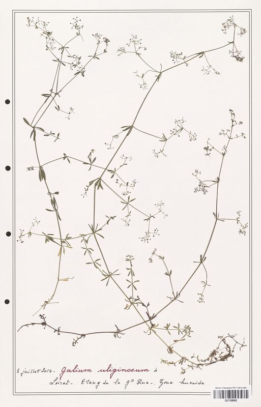 Galium uliginosum  (Rubiaceae)