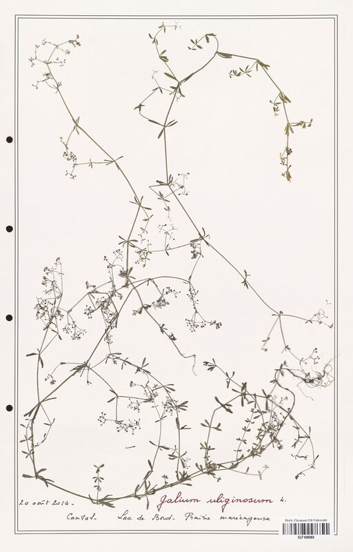 Galium uliginosum  (Rubiaceae)