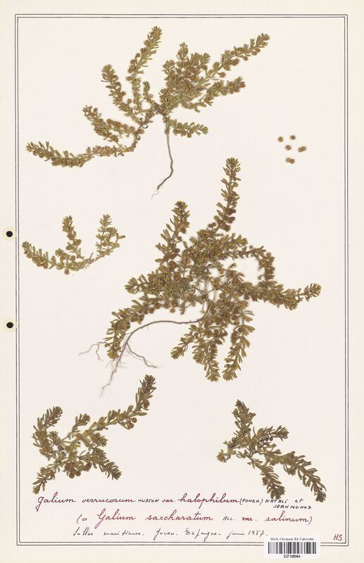 Galium verrucosum  (Rubiaceae)