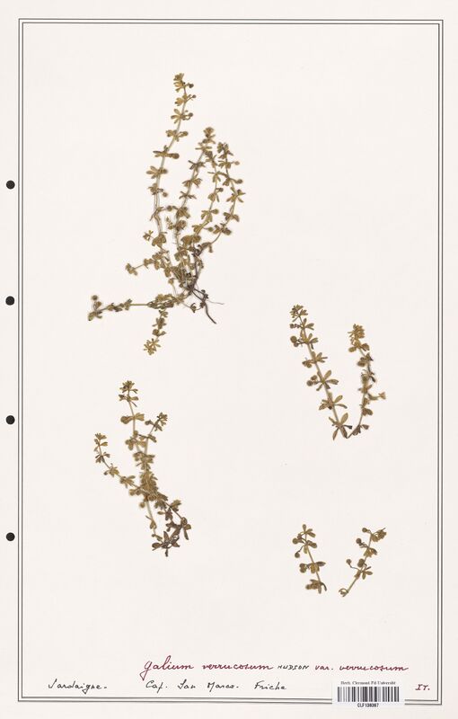 Galium verrucosum  (Rubiaceae)