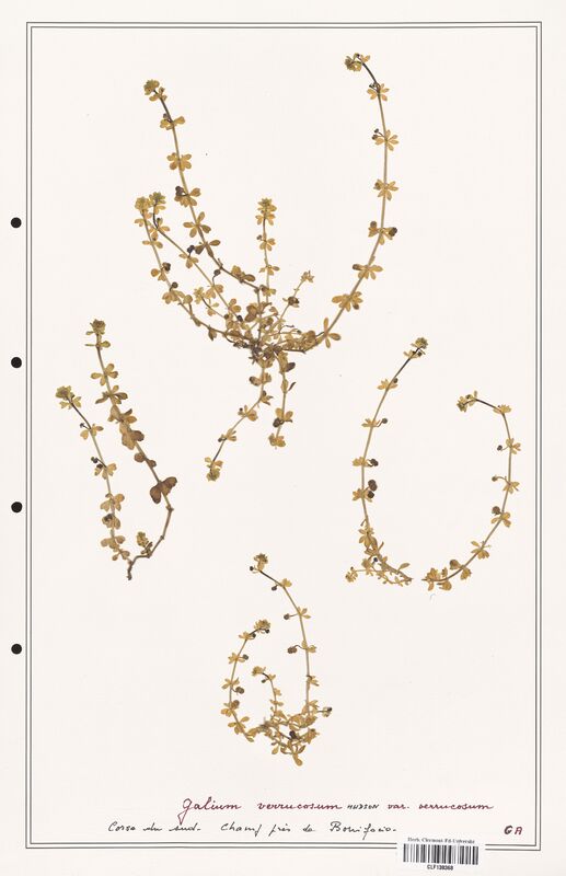 Galium verrucosum  (Rubiaceae)
