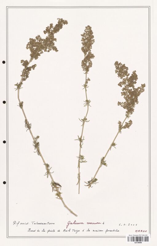 Galium verum  (Rubiaceae)