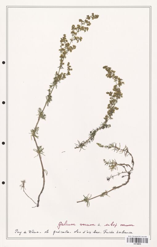 Galium verum  (Rubiaceae)