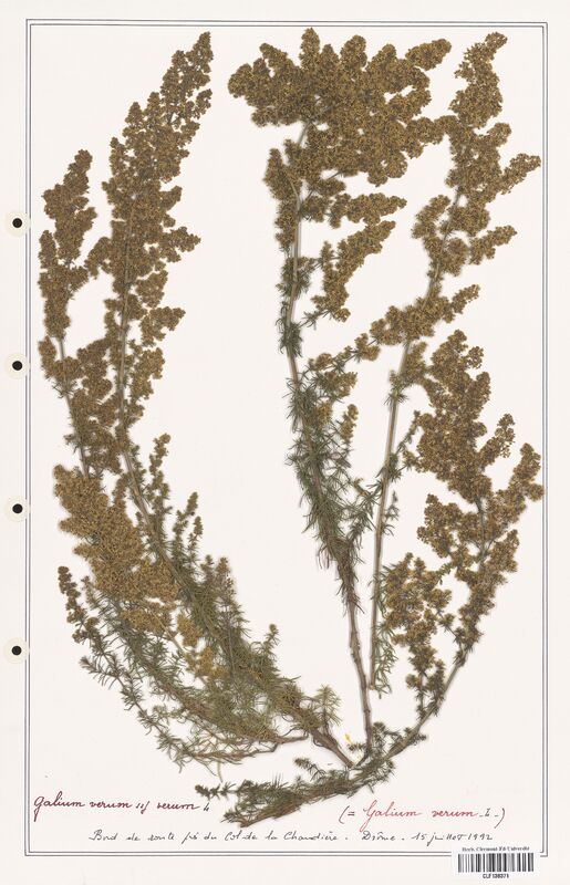 Galium verum  (Rubiaceae)