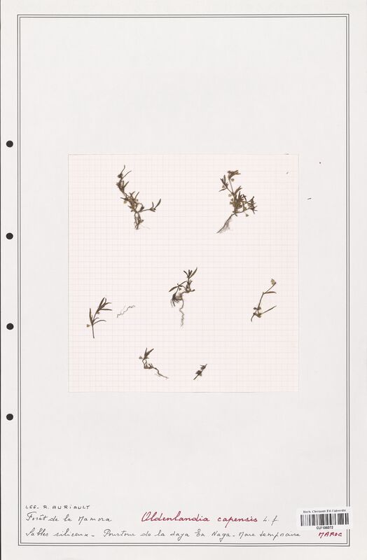 Oldenlandia capensis  (Rubiaceae)