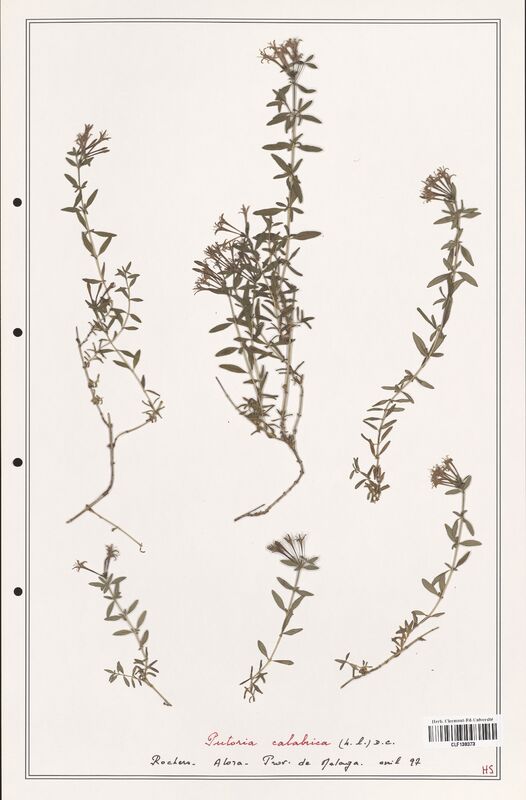 Putoria calabrica  (Rubiaceae)