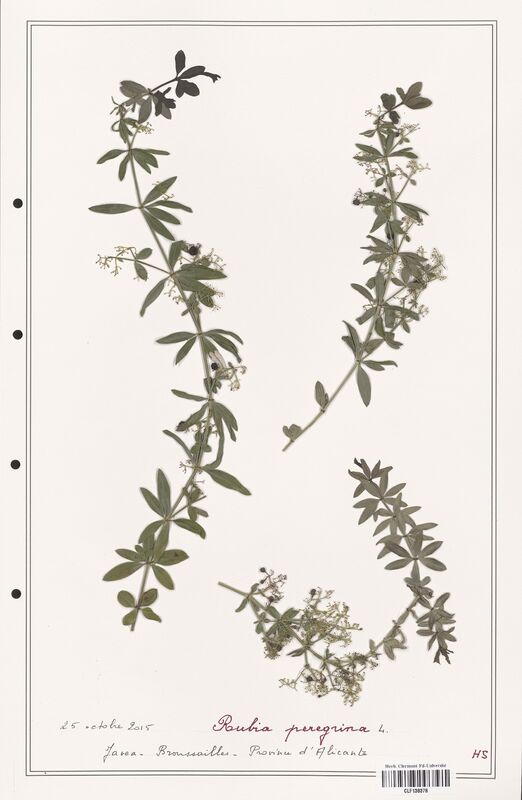Rubia peregrina  (Rubiaceae)