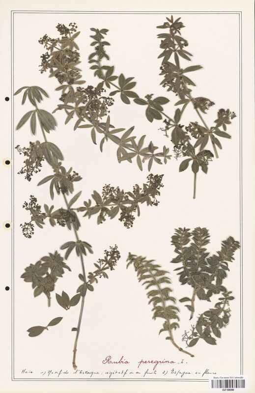 Rubia peregrina  (Rubiaceae)