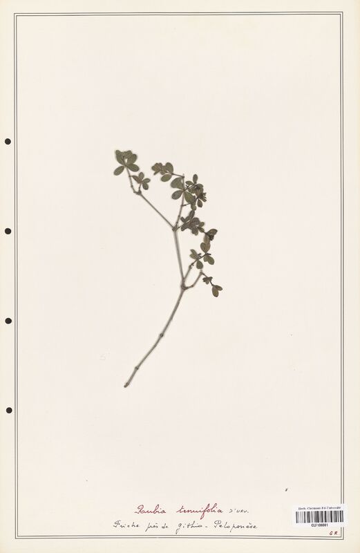 Rubia tenuifolia  (Rubiaceae)