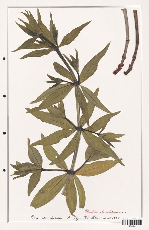 Rubia tinctorum  (Rubiaceae)