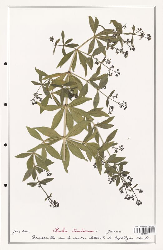 Rubia tinctorum  (Rubiaceae)