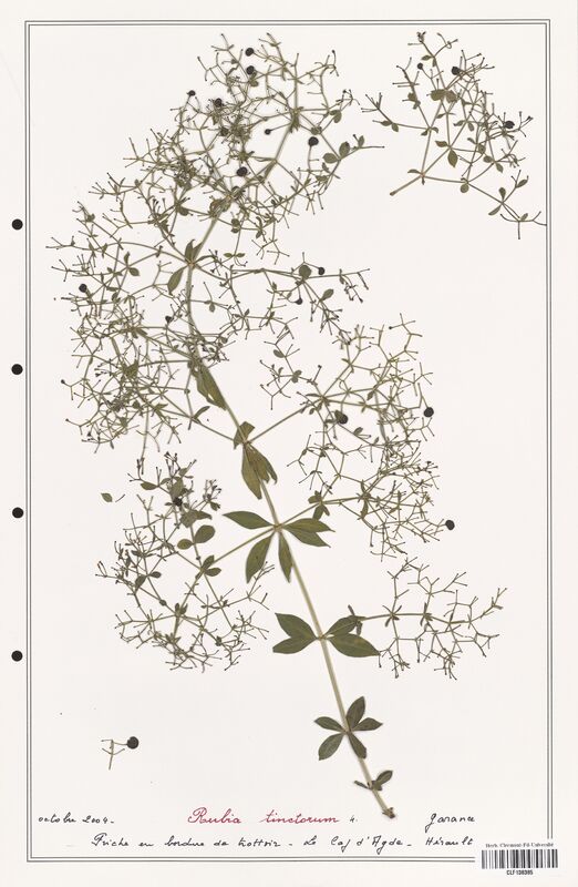 Rubia tinctorum  (Rubiaceae)