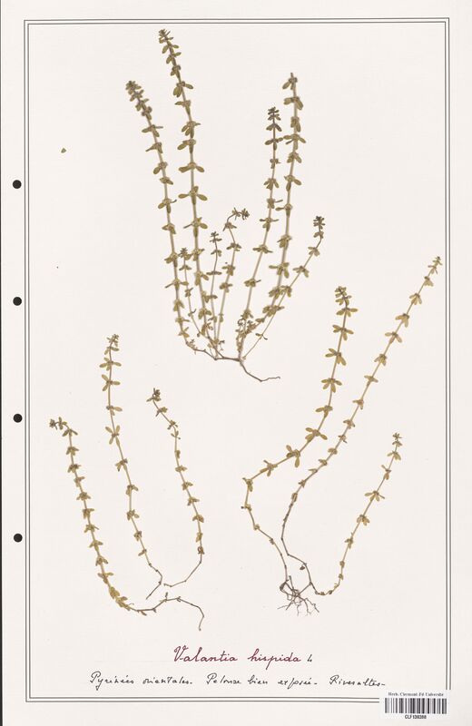 Valantia hispida  (Rubiaceae)