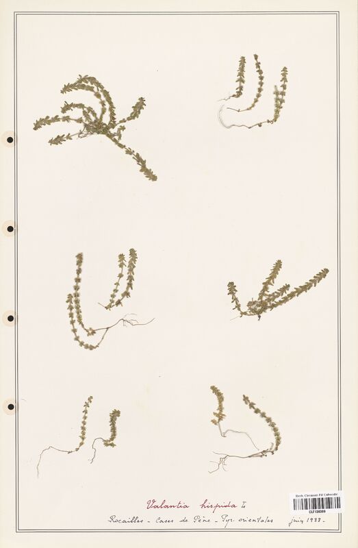 Valantia hispida  (Rubiaceae)
