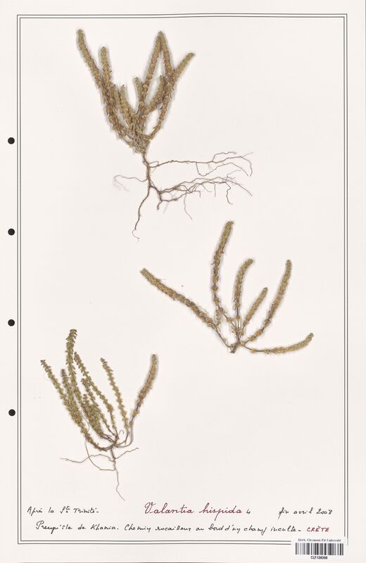 Valantia hispida  (Rubiaceae)