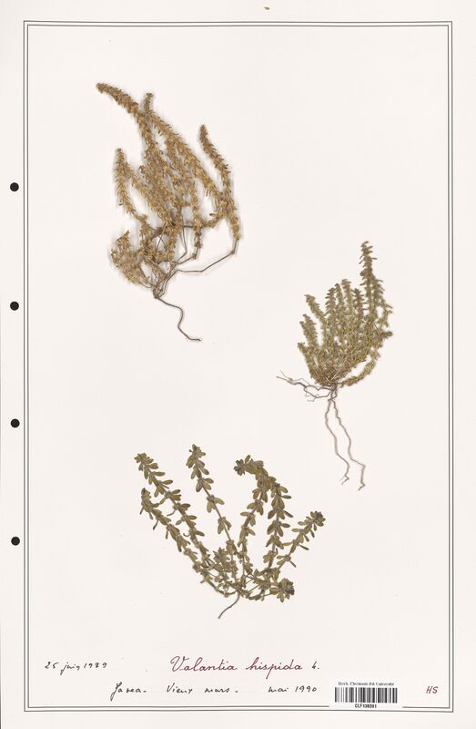 Valantia hispida  (Rubiaceae)
